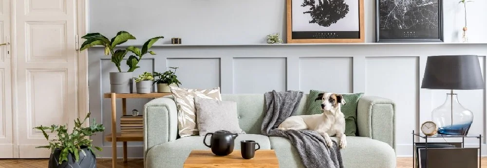 Heller, moderner Wohnbereich mit Hund